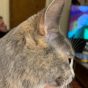 Meet your Posher, Charlotte